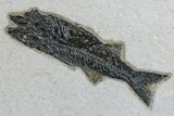 Two Black, Fossil Fish (Mioplosus) - Wyoming #163537-1
